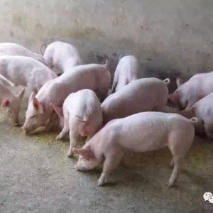 VUɢβ_Ҋ󾏽irk